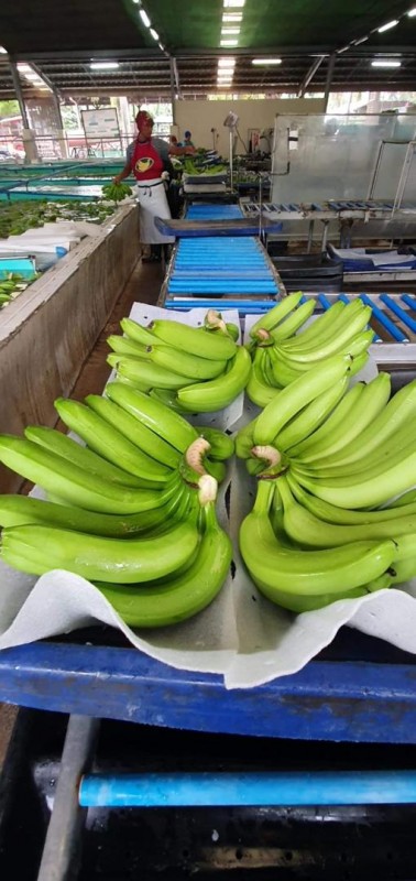 Fresh cavendish Bananas from Philippines